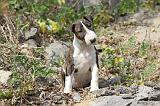 BULL TERRIER 019
